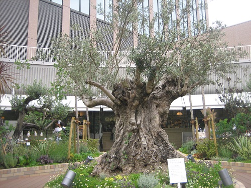 樹齢500年の「オリーブ」