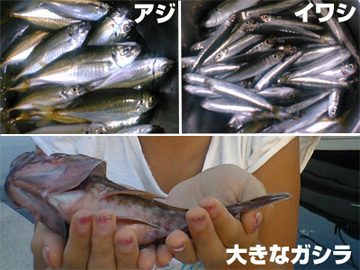 20070831-fish0831_3.jpg