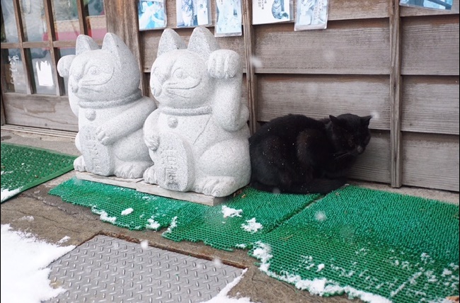 ≪写真：招き猫+猫≫