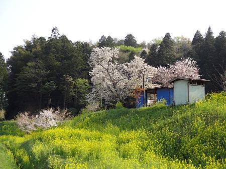 菜の花と桜に囲まれた駅舎.jpg