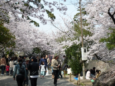 花見客でいっぱいの夙川公園