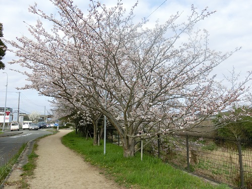 20150403-da-sakura-2.jpg