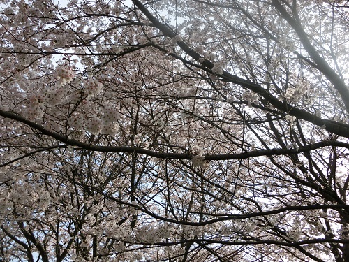 20150403-da-sakura-4.jpg