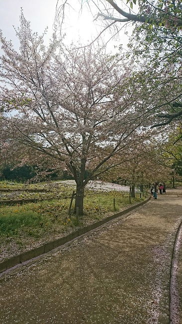 20170419-da-ohanami-03.JPG