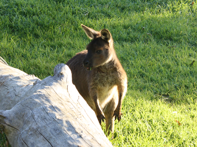 20090602-zoo02.jpg