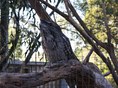 20090602-zoo05.jpg