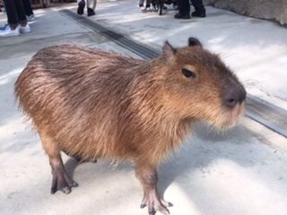 20170209-kapibara1.jpg