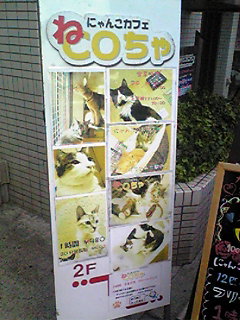 20081012-cat.jpg