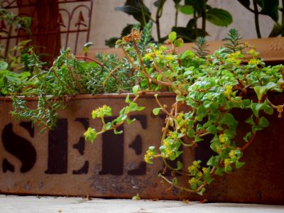 植物の名前がわかりません