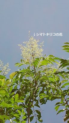 シマトネリコの花。