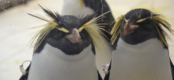 イワトビペンギン